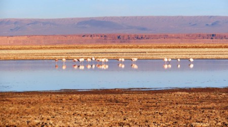 Laguna Chaxa - San Pedro de Atacama - Chile